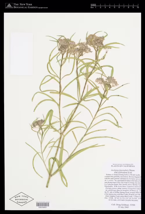 Herbarium specimen of narrow-leaf milkweed (Asclepias fascicularis).