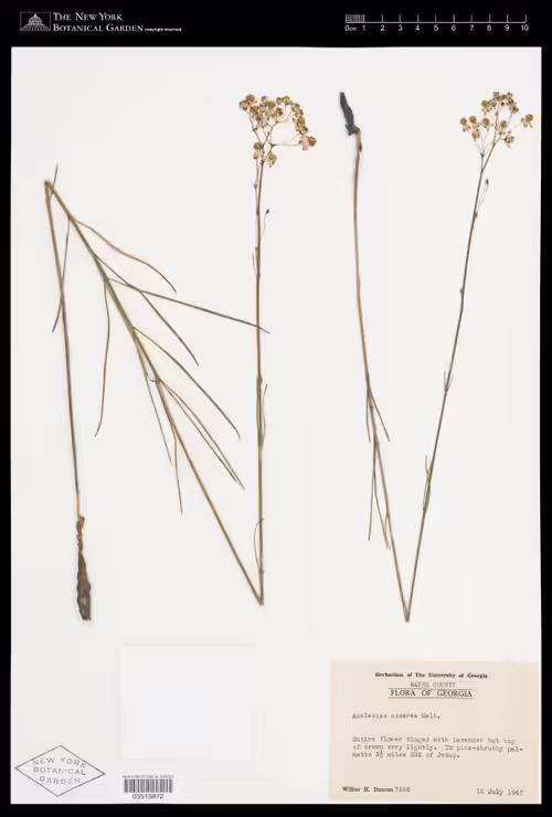 Herbarium specimen of carolina milkweed (Asclepias cinerea).