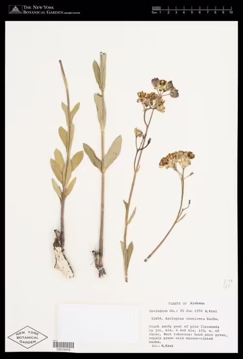 Herbarium specimen of large flower milkweed (Asclepias connivens).