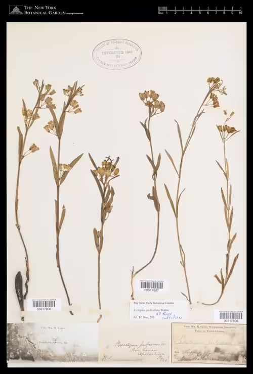 Herbarium specimen of savannah milkweed (Asclepias pedicellata).