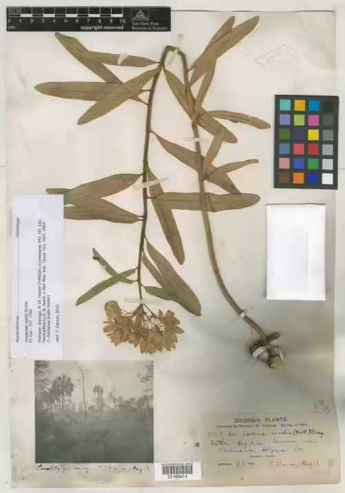 Isoneotype specimen of green milkweed (Asclepias viridis).