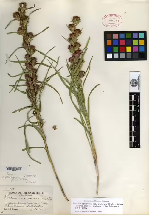 Isotype specimen of blazing star (Liatris spicata).