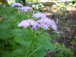 Conoclinium | Mistflower
