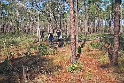 Pine barren habitat in the southeastern United States.