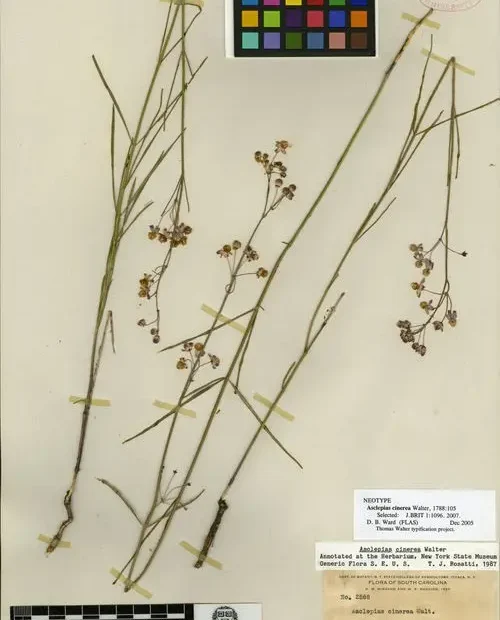 Neotype of Carolina Milkweed (Asclepias cinerea).
