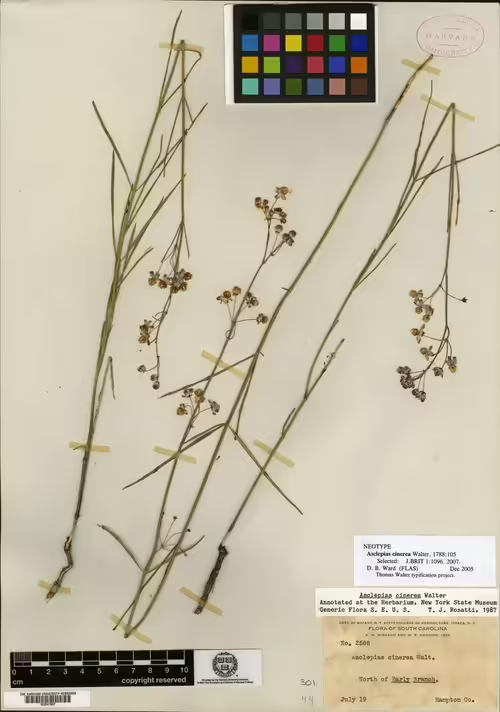 Neotype specimen of carolina milkweed (Asclepias cinerea).