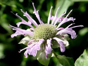 Pink flowers of wild bergamot (Monarda fistulosa).