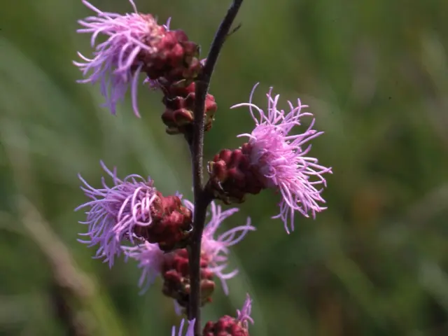 Pink flowers of strap-style gayfeather (Liatris ligulistylis).