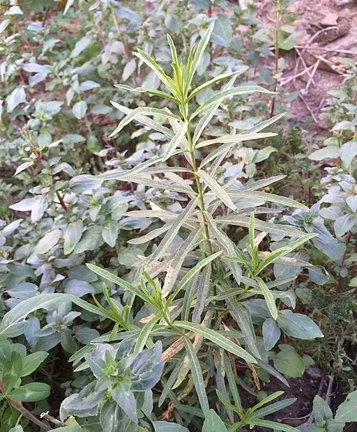 Plant of narrow-leaf milkweed (Asclepias fascicularis).