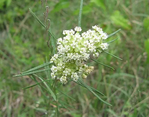 Plant of whorled milkweed (Ascelpias verticillata) in a field, a New Jersey milkweed.