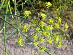 Yellow flowers of sweet fennel (Foeniculum vulgare).