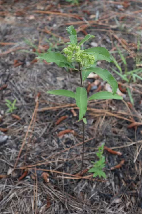 Plant of velvetleaf milkweed (Asclepias tomentosa) in a wooded area.