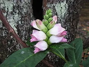 Chelone | Turtlehead