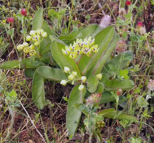 Plant of green milkweed (Asclepias viridis).
