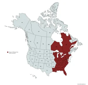 Range map of Blazing Star (Liatris spicata) in the United States and Canada.