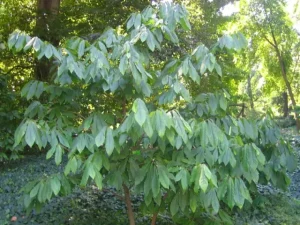 Tree of Pawpaw (Asimina triloba).