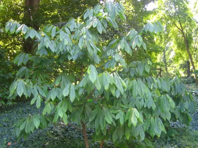 Tree of Pawpaw (Asimina triloba).