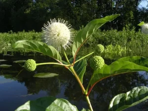 White flower of buttonbush (Cephalanthus occidentalis) at a pond edge.