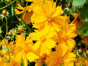 Coreopsis | Tickseed