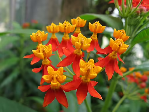 Orange and red flowers of tropical milkweed (Asclepias curassivica).