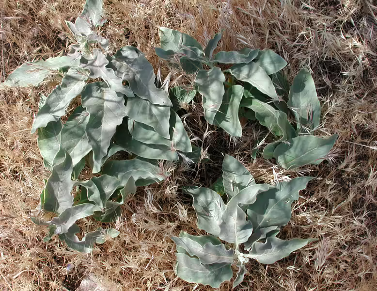 Plant of mojave milkweed (Asclepias nyctaginifolia) in the desert.