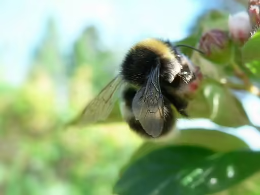 Bumblebee on flower.