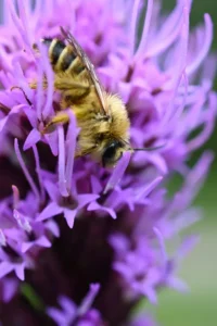 Purplish-pink flowers of blazing star (Liatris scariosa) with bee.