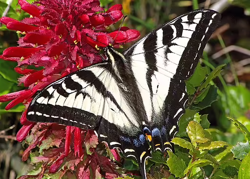 Pale swallowtail (Papilio eurymedon) on a red flower.