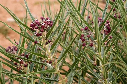 Plant of short-crown milkweed (Asclepias brachystephana) in a desert.