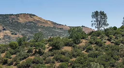 Chaparral habitat in California.