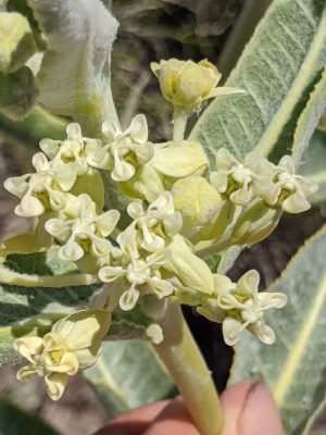 Yellow flowers of desert milkweed (Asclepias erosa).