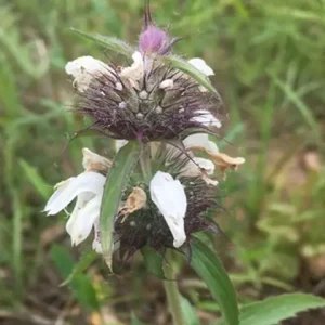 Monarda | Beebalm