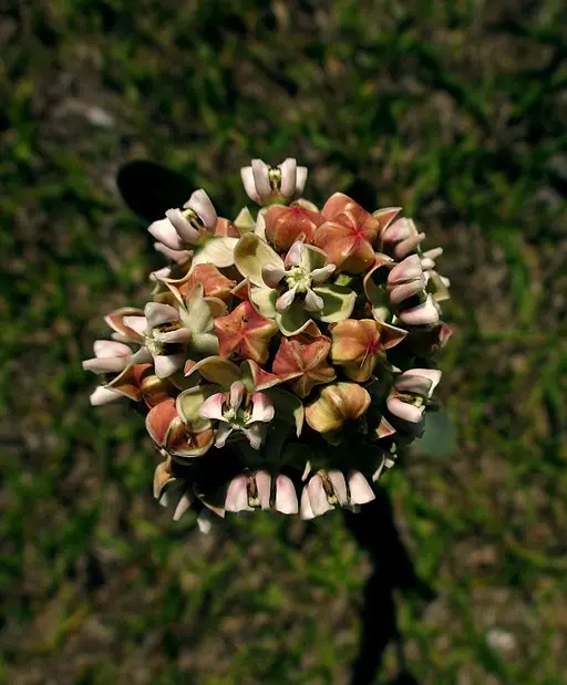 Reddish flower cluster of nodding milkweed (Asclepias glaucescens).