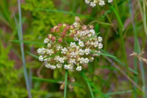Whitish flower cluster of slim milkweed (Asclepias linearis).