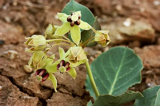 Plant of Pallid milkweed (Asclepias cryptoceras) with yellowish-green flowers.