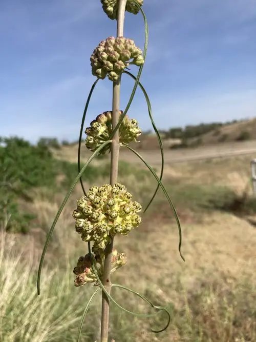 Flowers of Engelmann's milkweed (Asclepias engelmanniana).