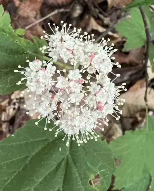 Close-up of white flowers of maple-leaf viburnum (Viburnum acerifolium).
