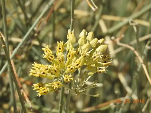 Flowers of rush milkweed (Asclepias subulata).