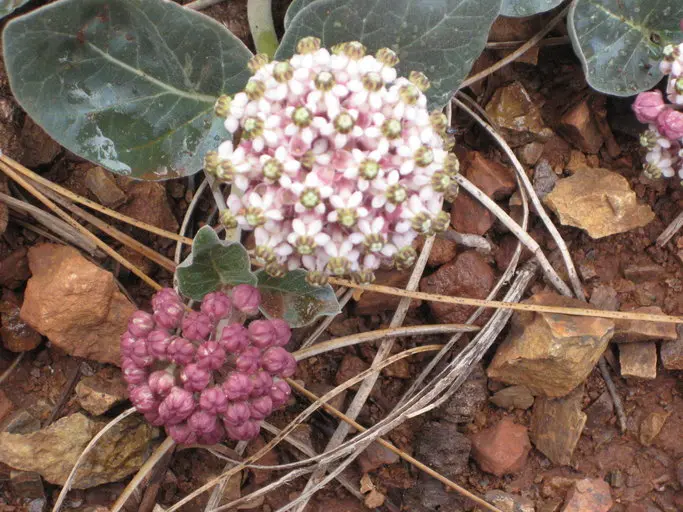 Reddish-white flowers of serpentine milkweed (Asclepias solanoana).