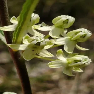 Close-up of Flowers of slim-leaf milkweed (Asclepias stenophylla).