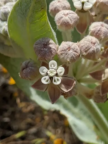 Flowers of woolly milkweed (Asclepias vestita).