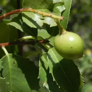 Fruit of holly-leaf cherry (Prunus ilicifolia).