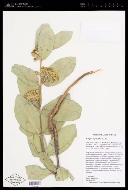 Herbarium specimen of broad-leaf milkweed (Asclepias latifolia).