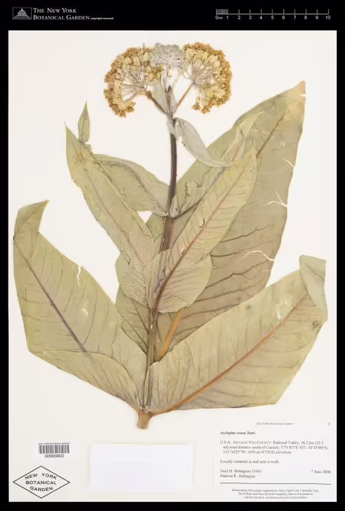 Herbarium specimen of desert milkweed (Asclepias erosa).
