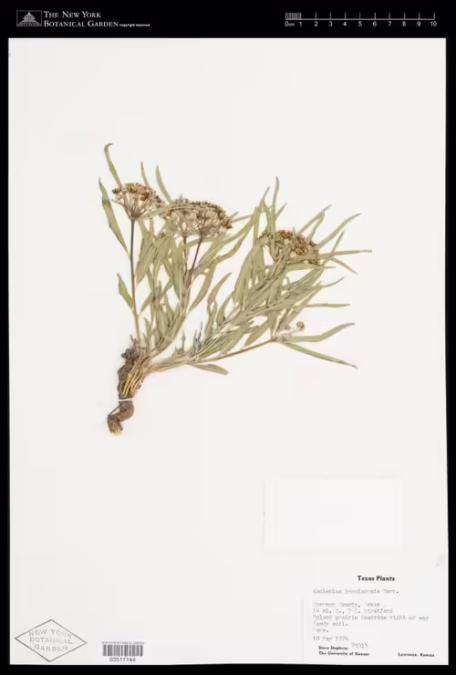Herbarium specimen of dwarf milkweed (Asclepias involucrata).