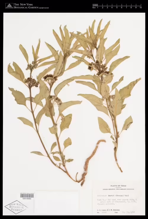 Herbarium specimen of Emory's milkweed (Asclepias emoryi).