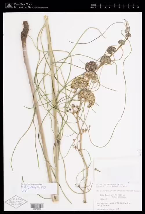 Herbarium specimen of Engelmann's milkweed (Asclepias engelmanniana).