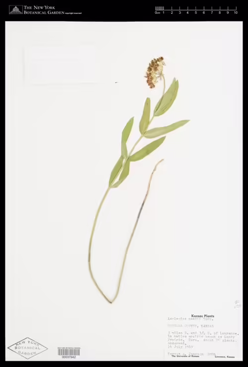 Herbarium specimen of Mead's milkweed (Asclepias meadii).