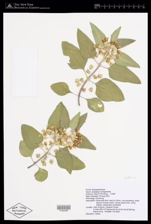 Herbarium specimen of mojave milkweed (Asclepias nyctaginifolia).