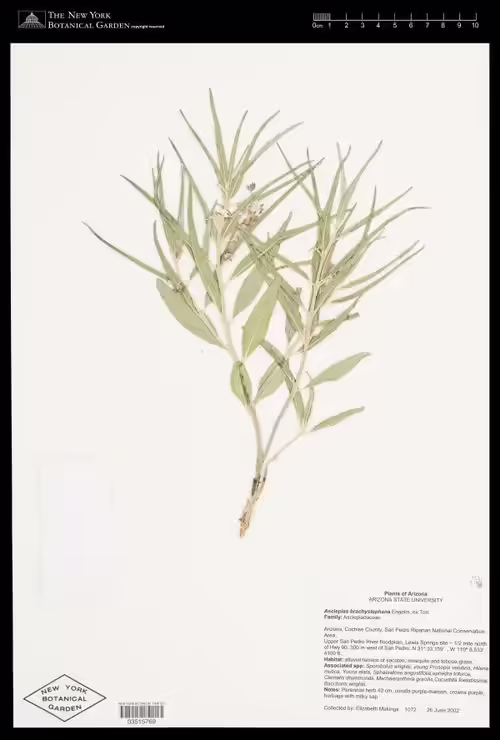 Herbarium specimen of bract milkweed (Asclepias brachystephana).